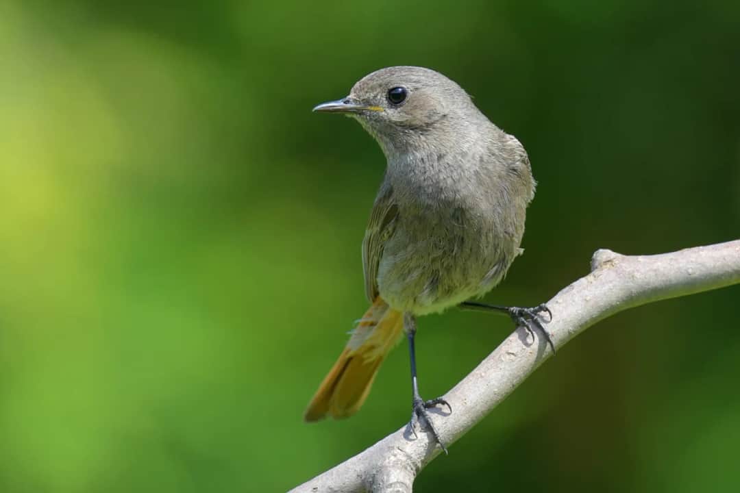 Jaki aparat do fotografowania zwierząt? Oto kluczowe cechy, które musisz znać